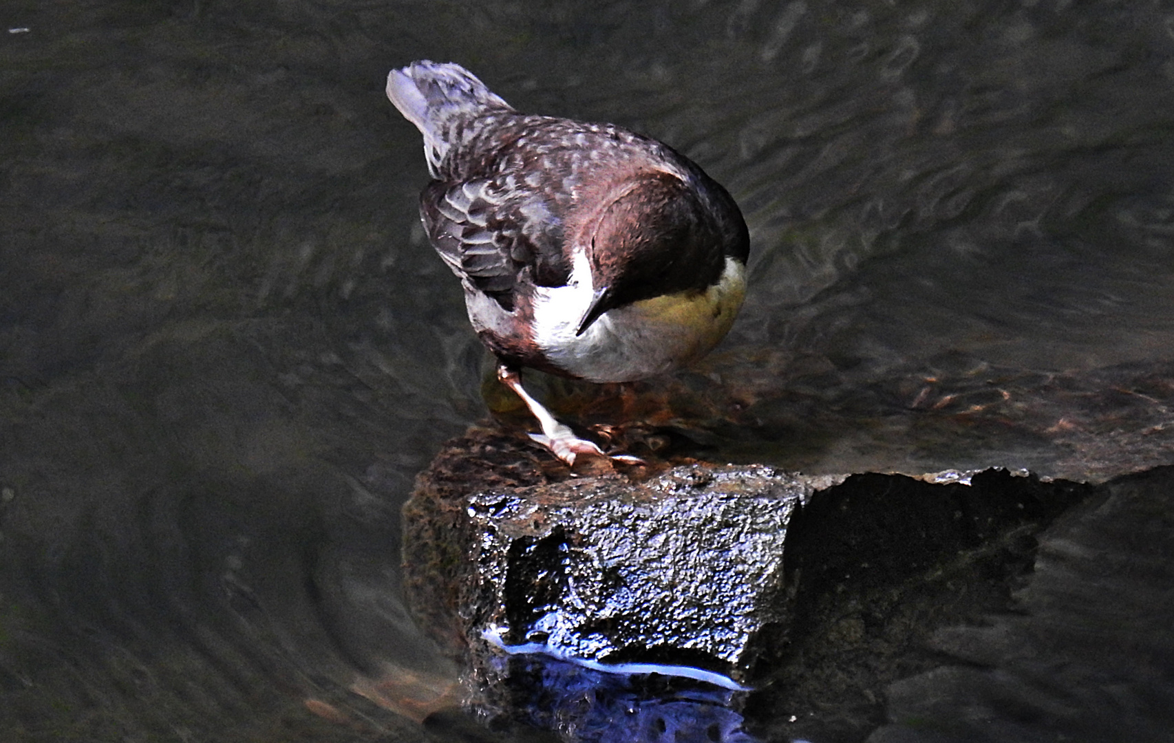 Wasseramsel 6