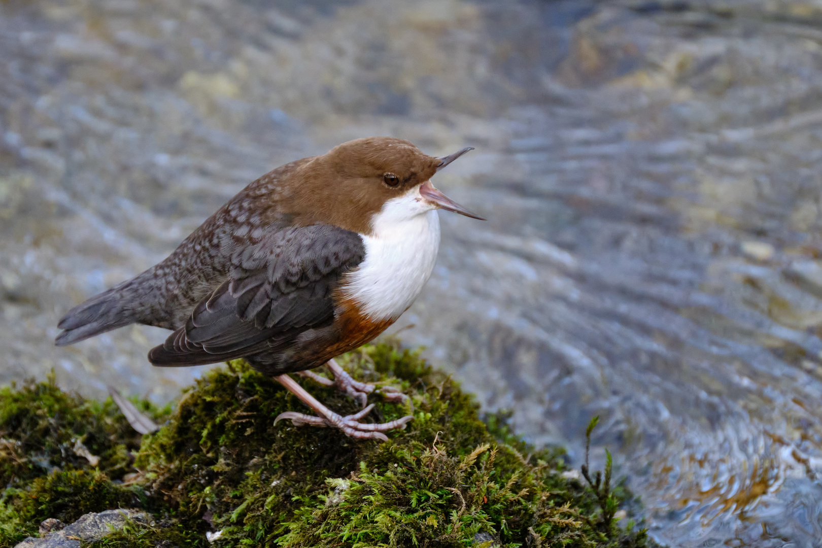 Wasseramsel