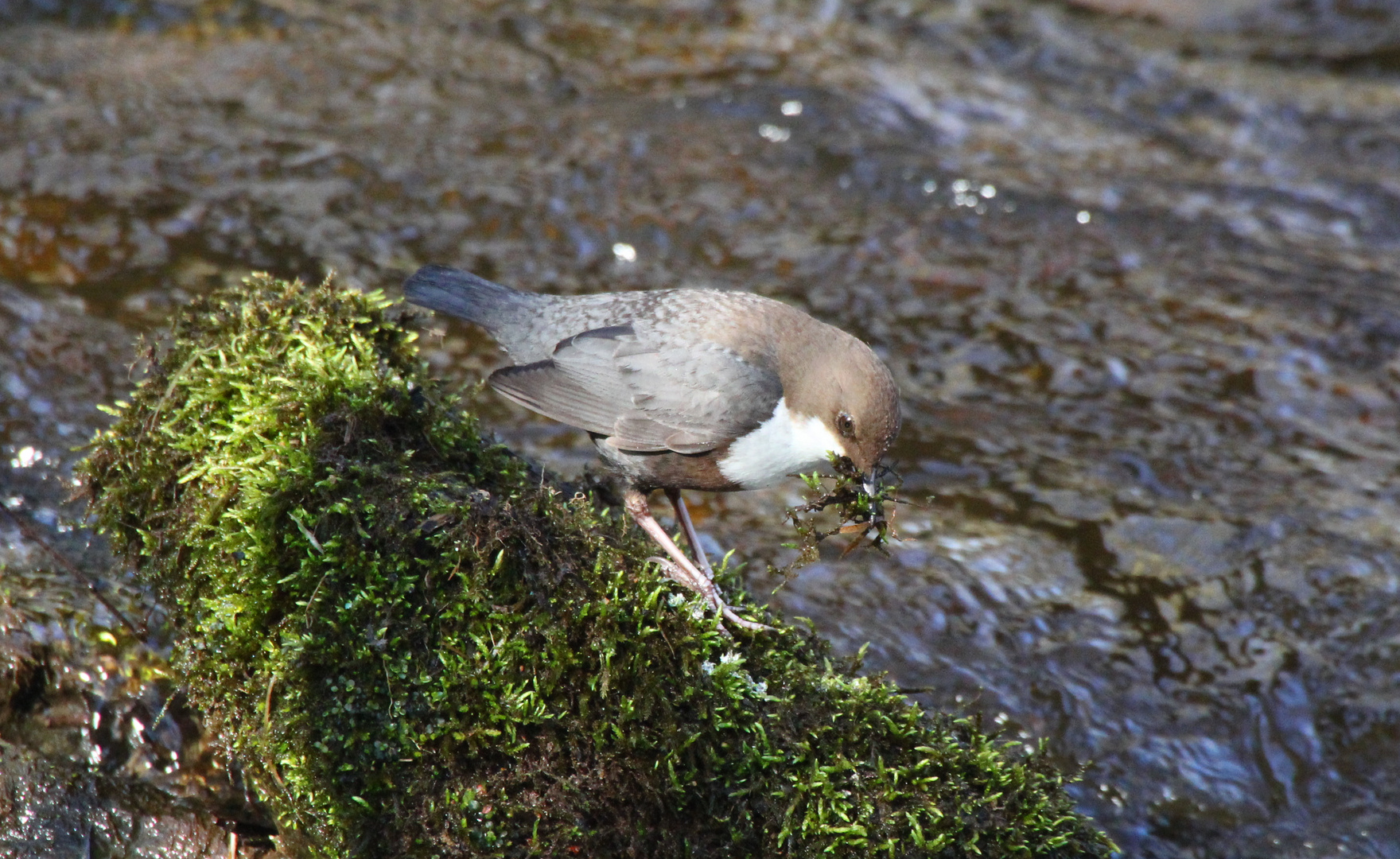 Wasseramsel