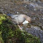 Wasseramsel