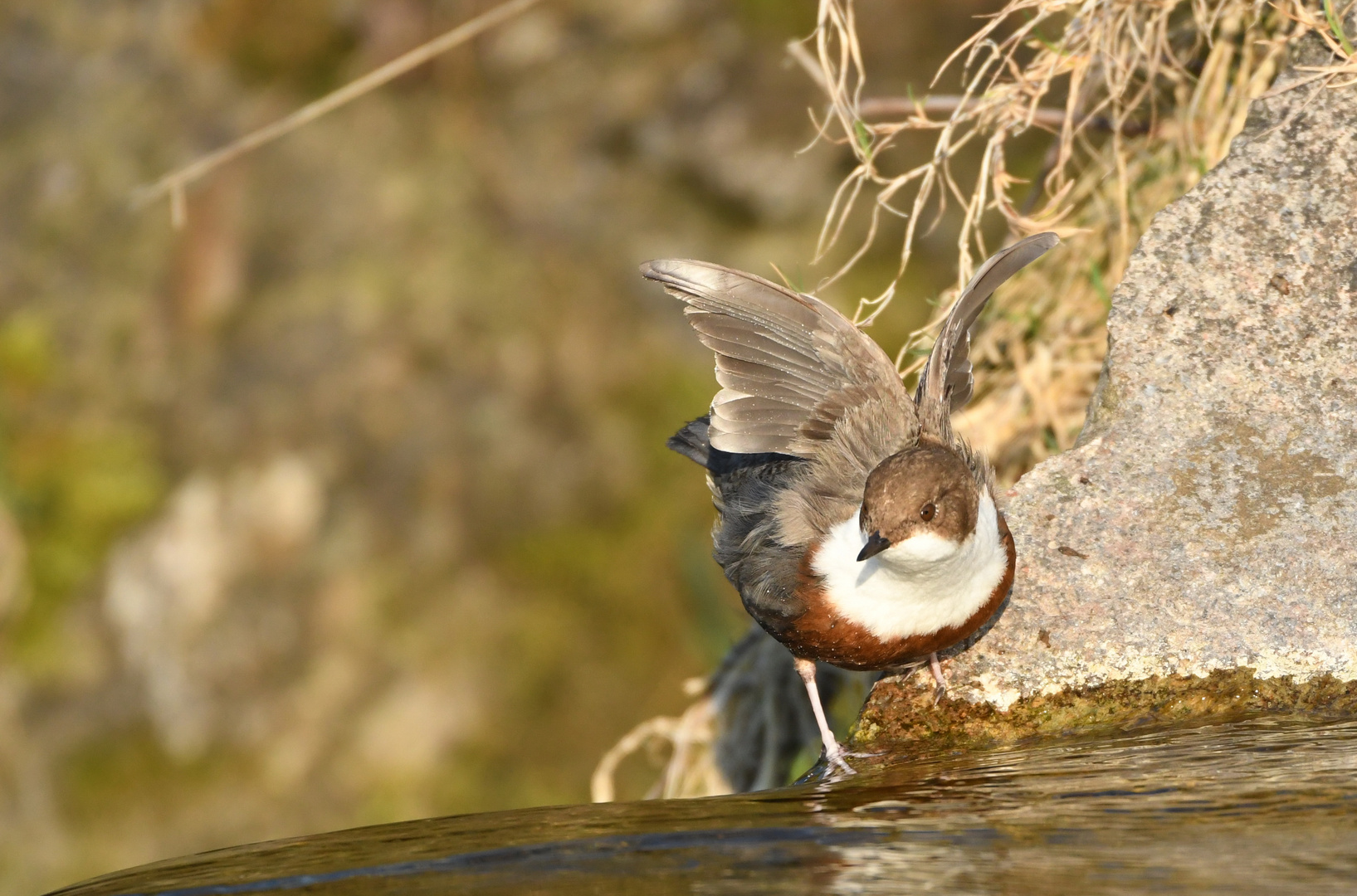 Wasseramsel