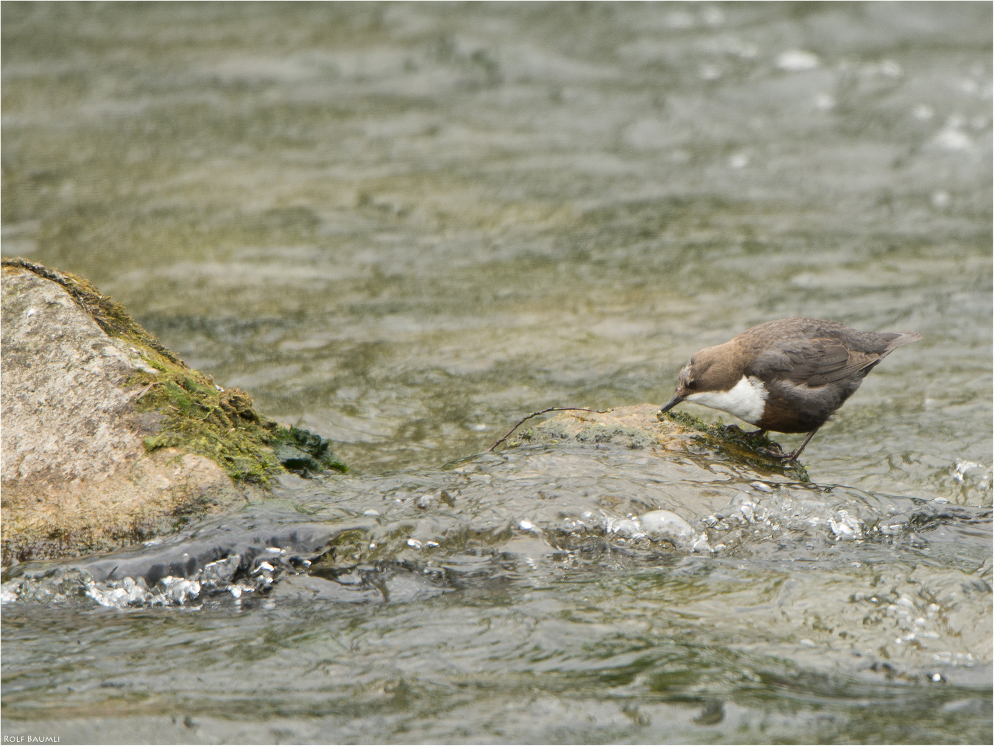 Wasseramsel