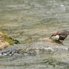 Wasseramsel