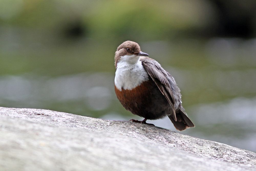 Wasseramsel