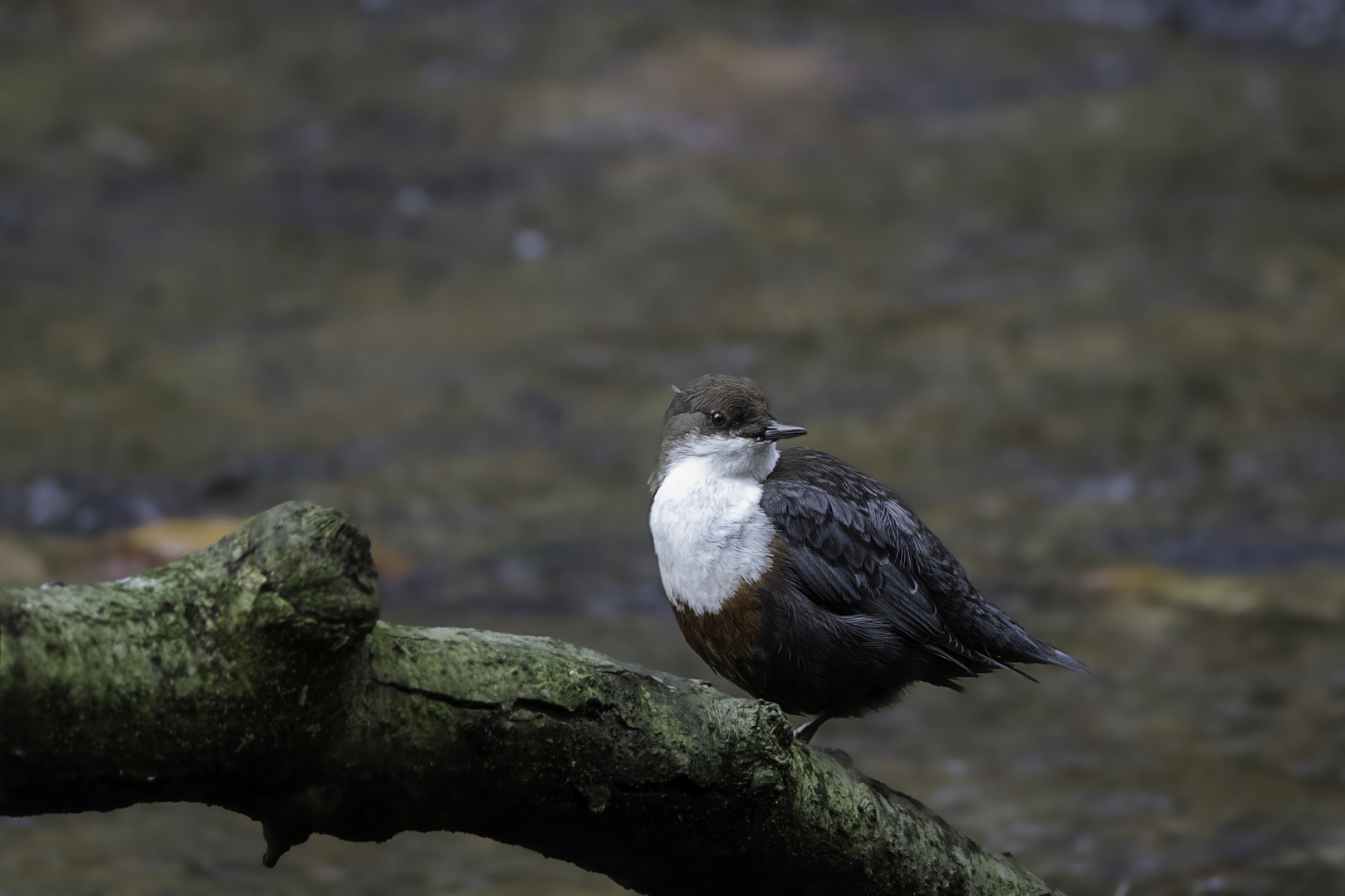 Wasseramsel