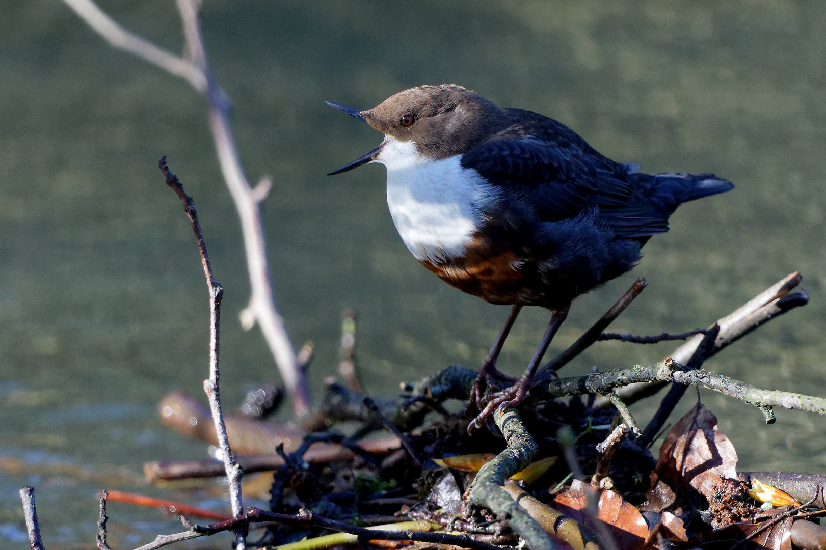 Wasseramsel