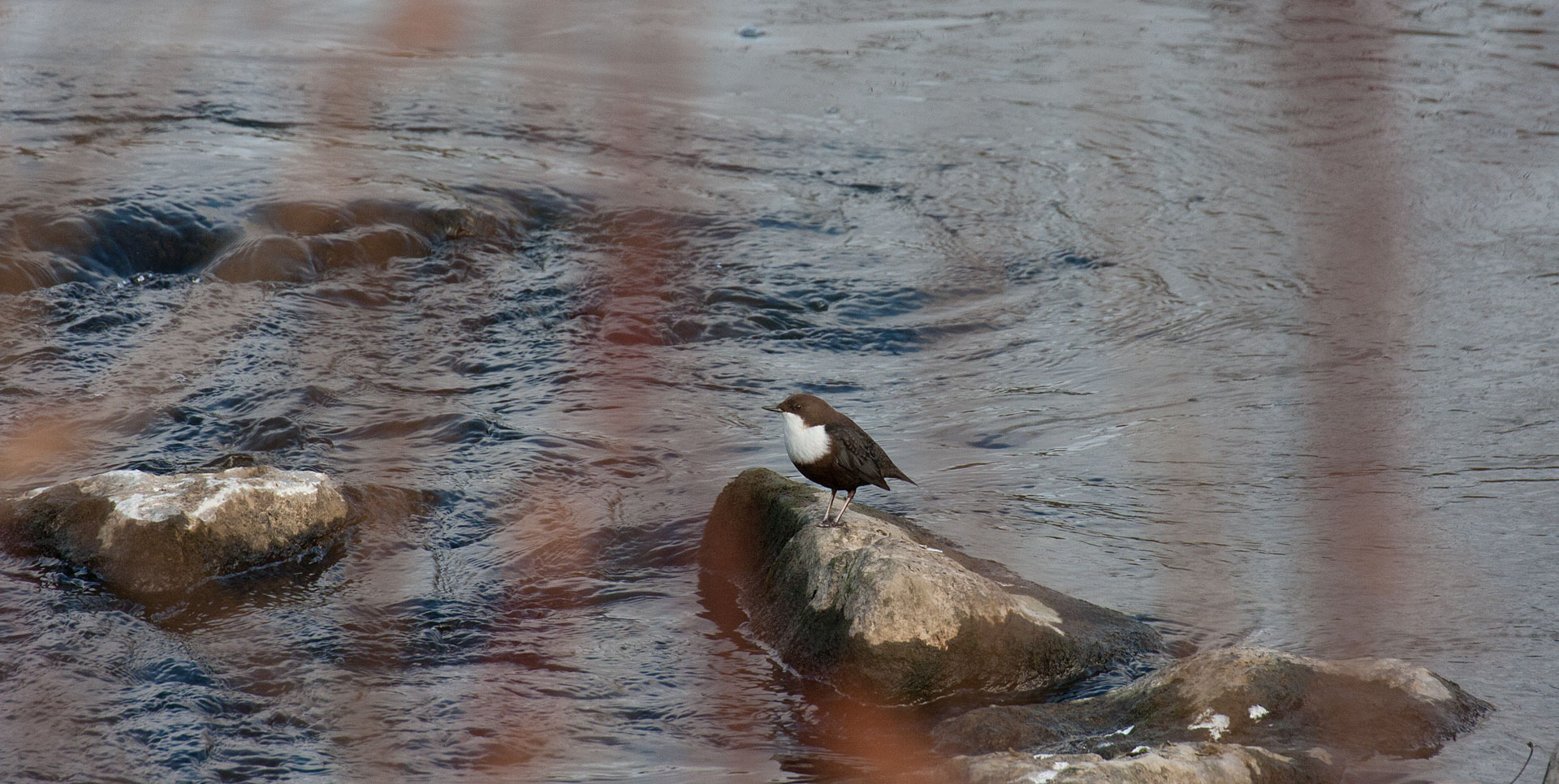 Wasseramsel