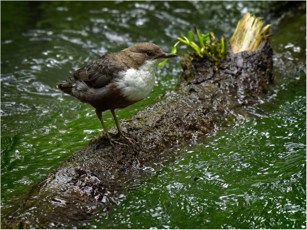 Wasseramsel