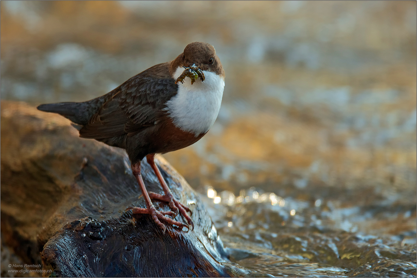 Wasseramsel