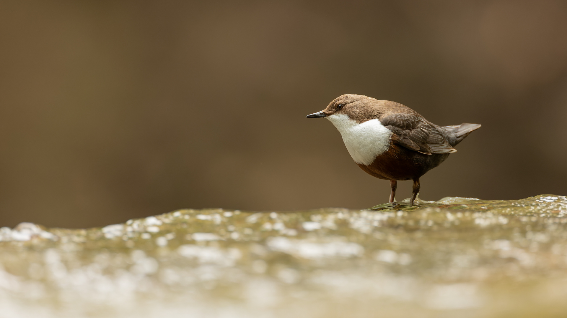 Wasseramsel