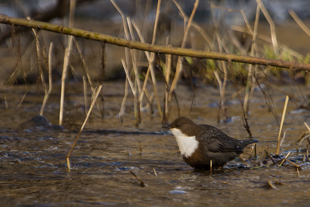 Wasseramsel