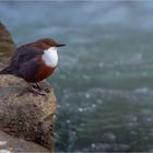 Wasseramsel