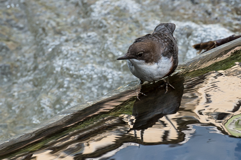 Wasseramsel