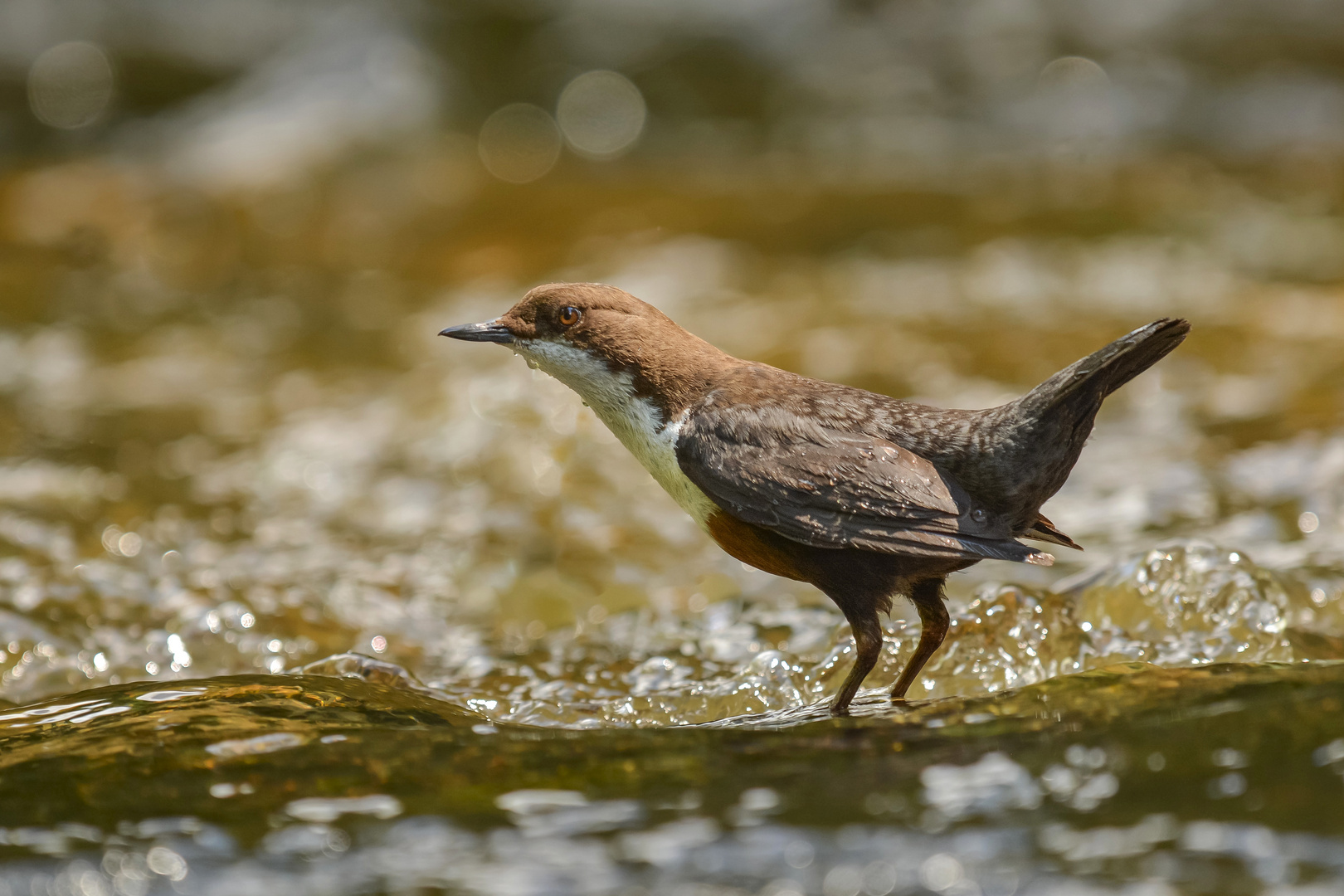 Wasseramsel