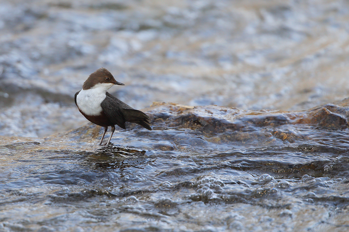 Wasseramsel