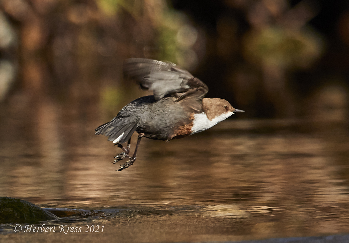 Wasseramsel