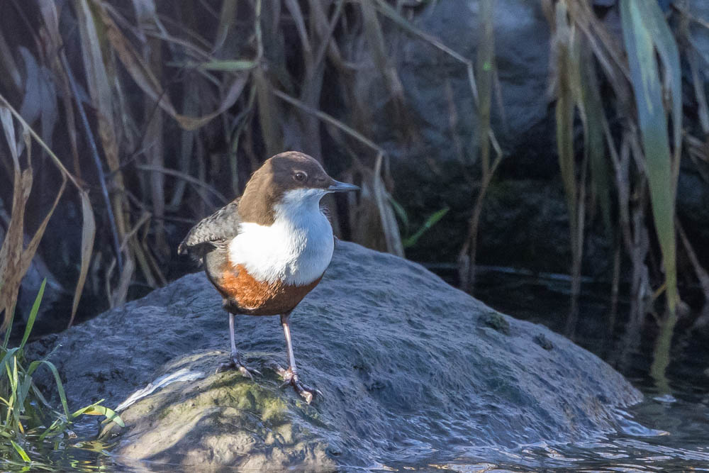 Wasseramsel