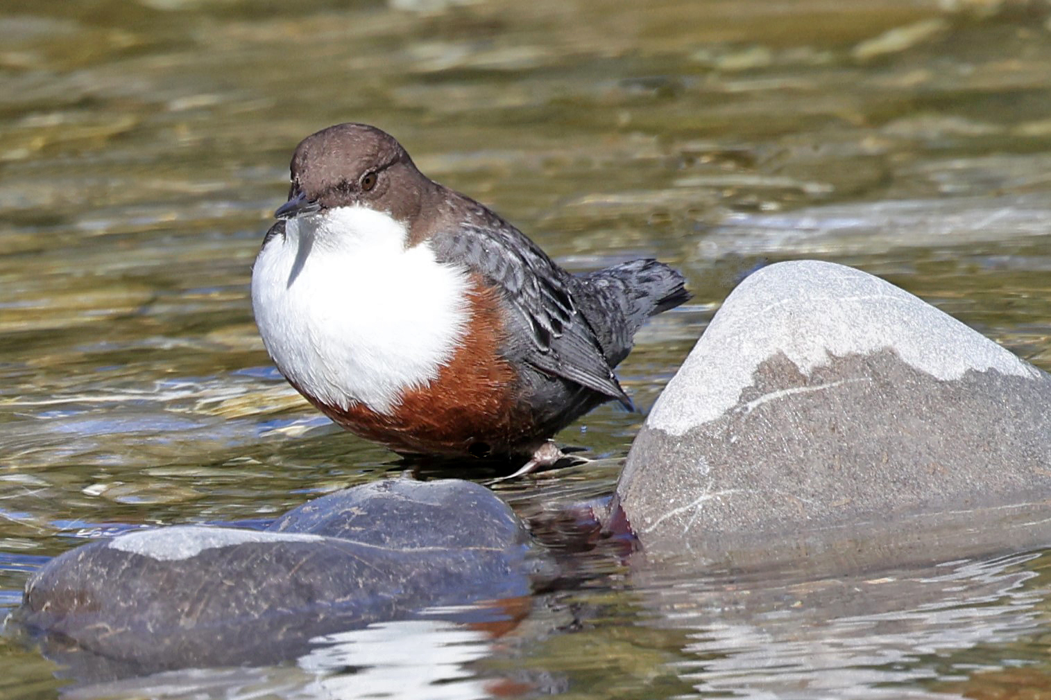 Wasseramsel