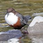 Wasseramsel