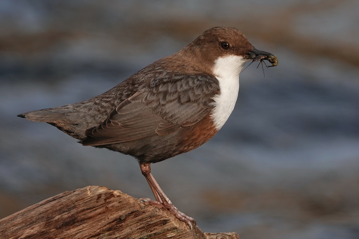 Wasseramsel