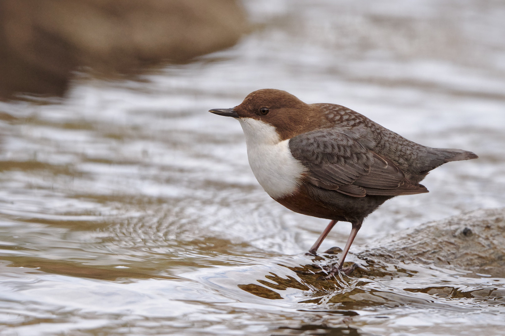 Wasseramsel