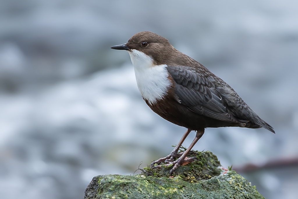 Wasseramsel