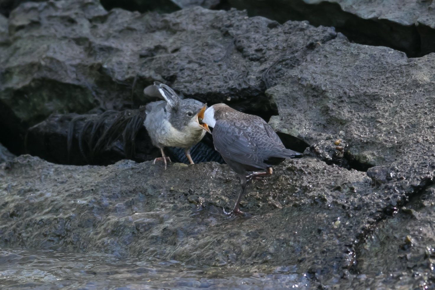 Wasseramsel.