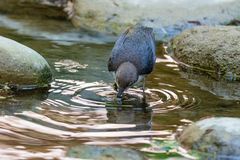 Wasseramsel