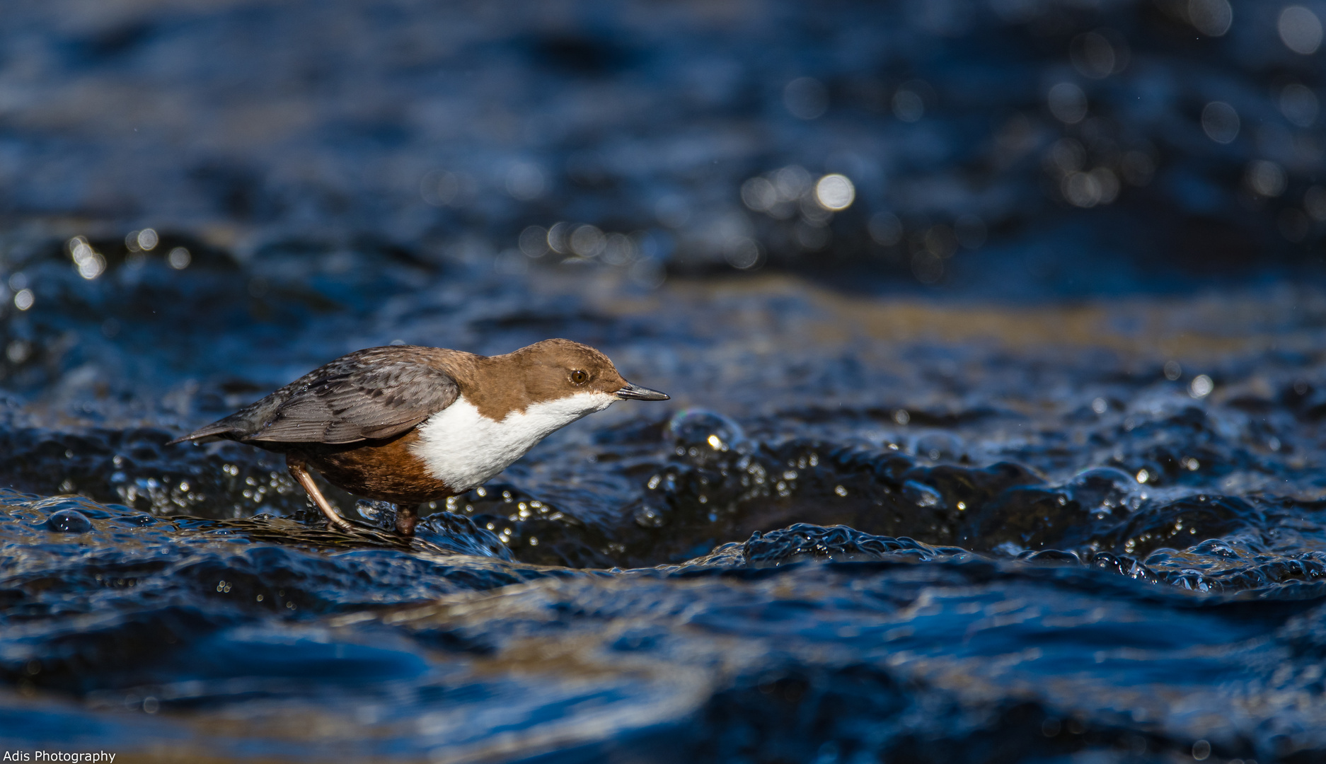 Wasseramsel 