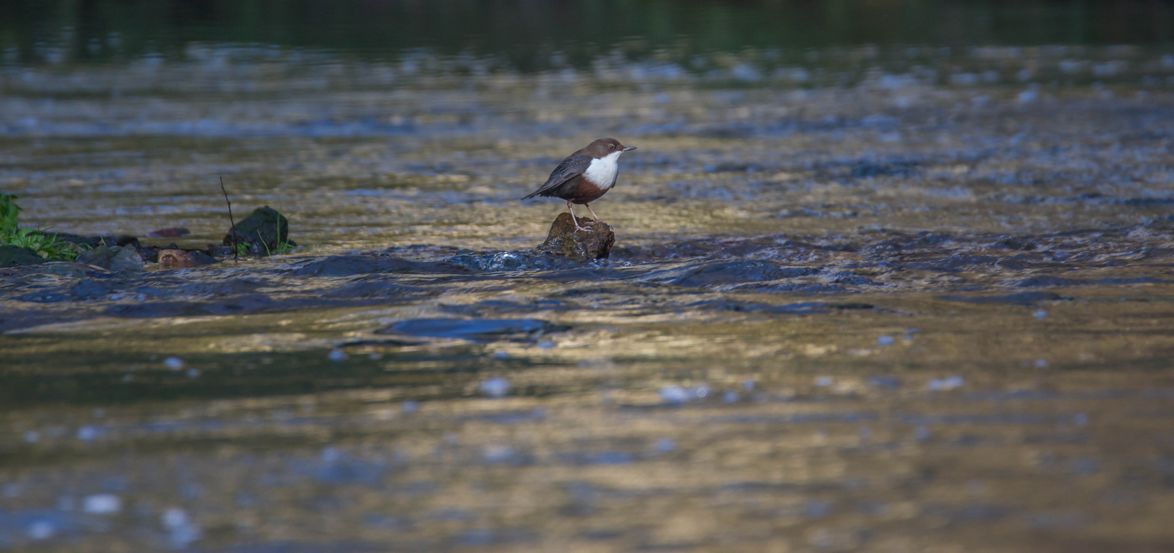 Wasseramsel