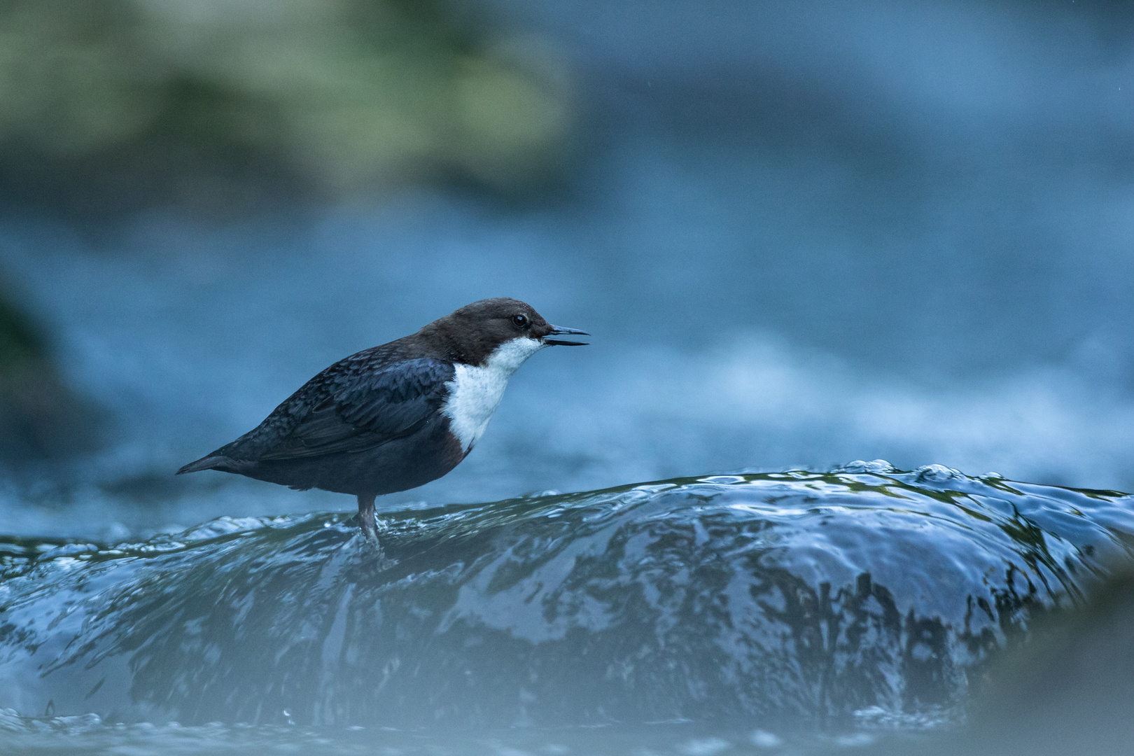 Wasseramsel