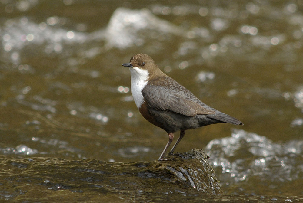 Wasseramsel