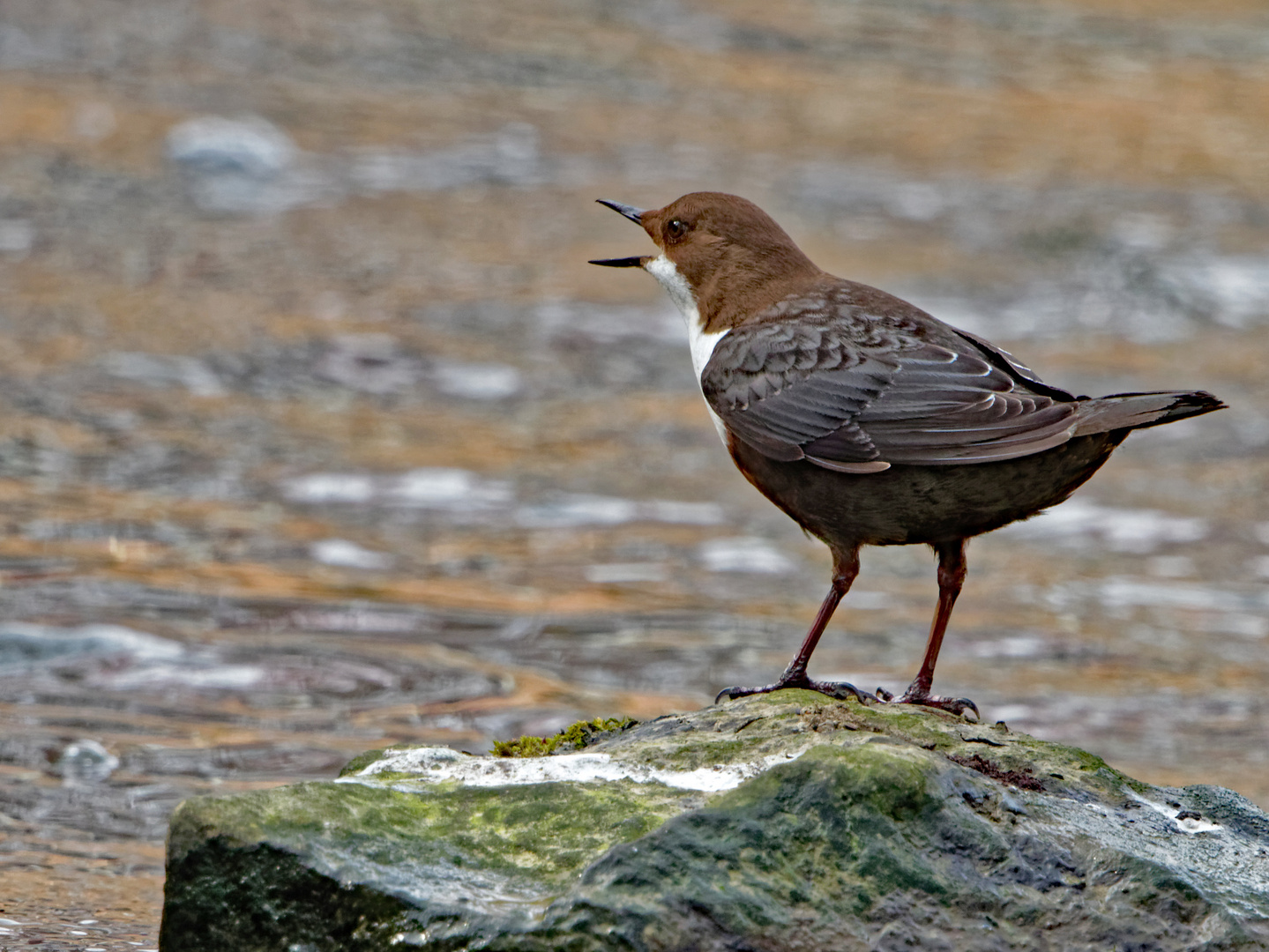 Wasseramsel