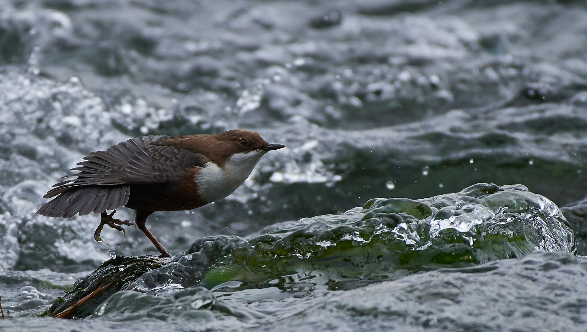 Wasseramsel