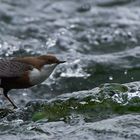 Wasseramsel