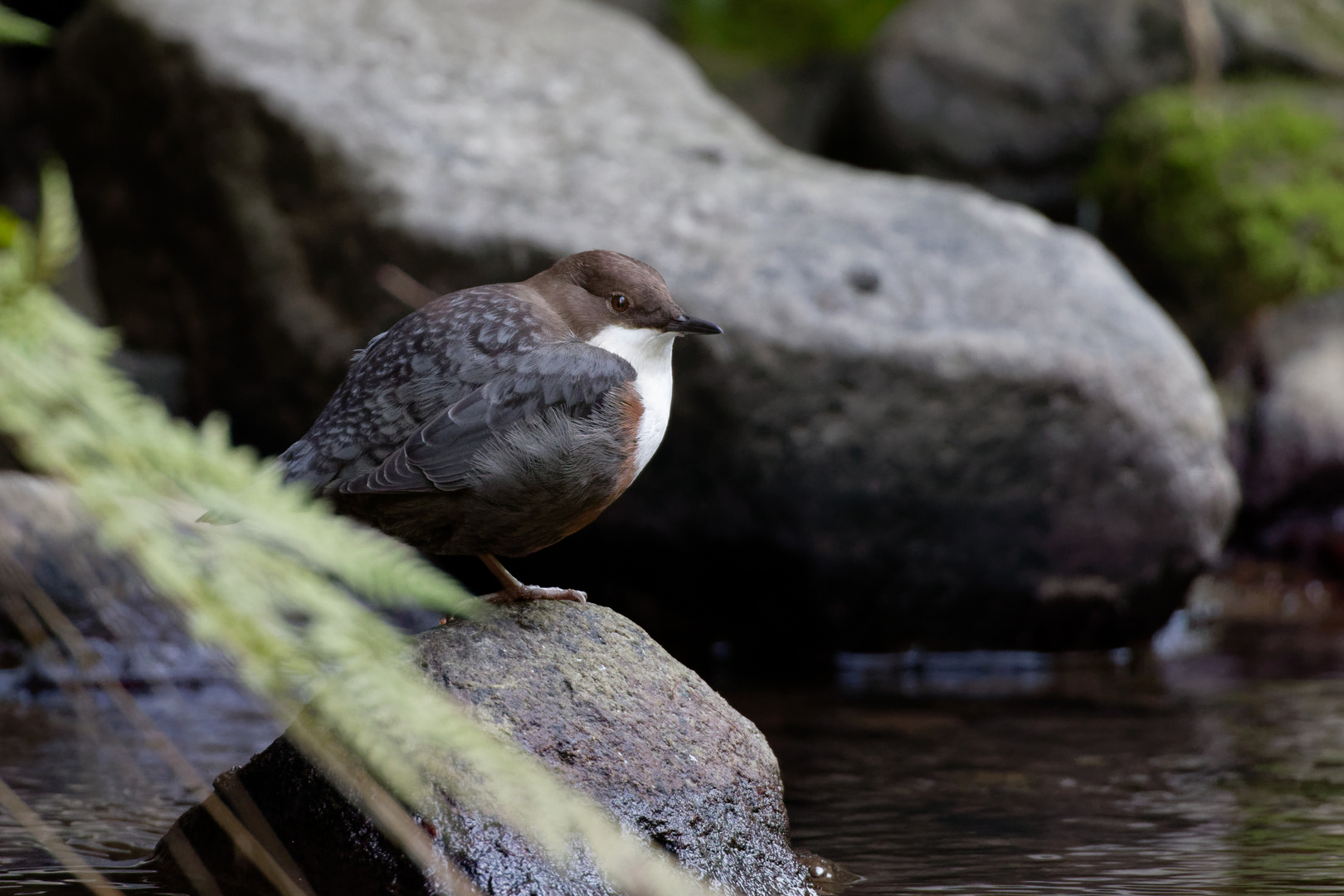 Wasseramsel 