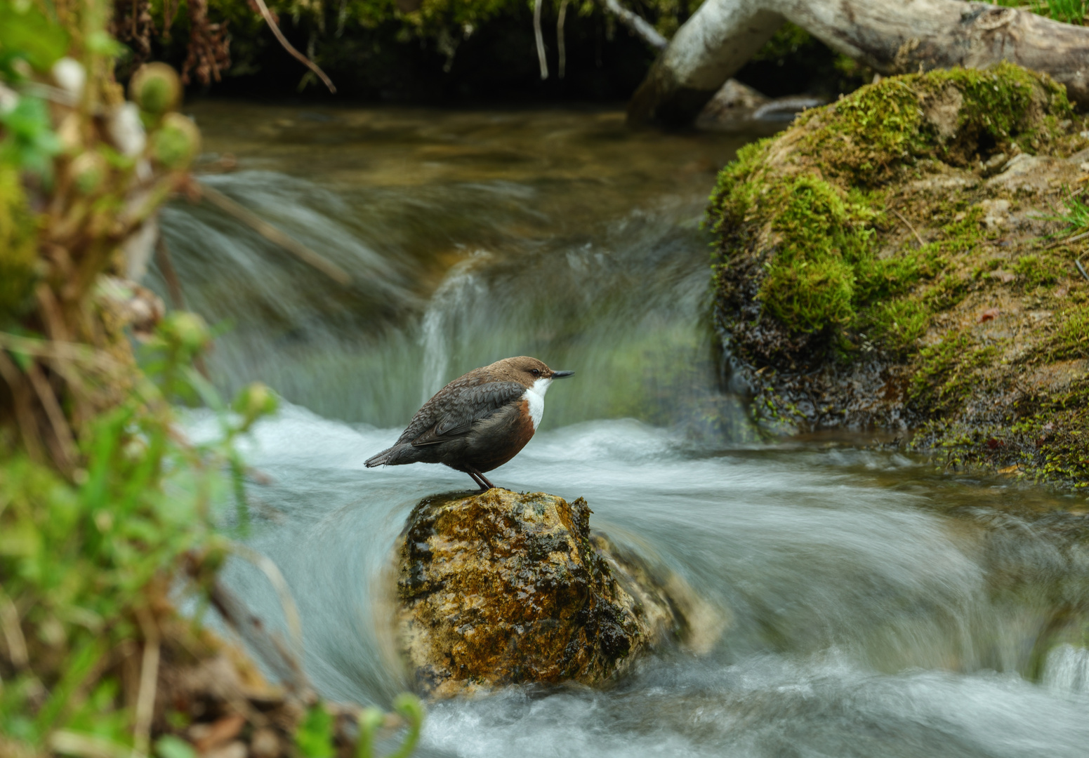 Wasseramsel