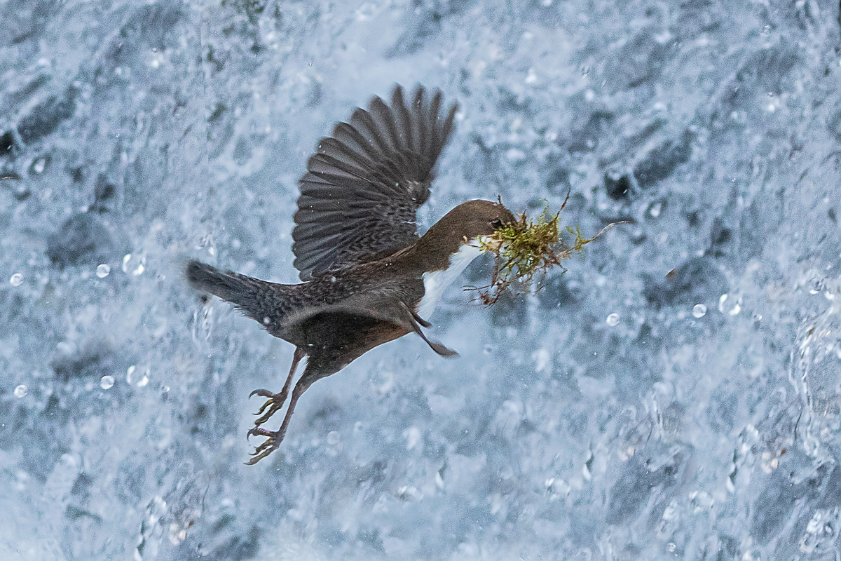 Wasseramsel