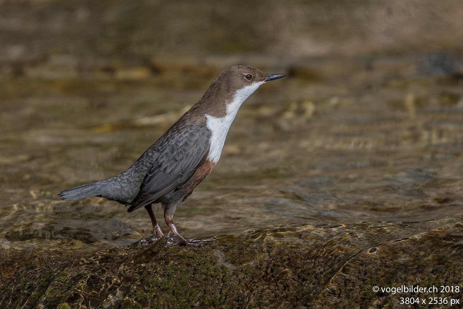 Wasseramsel