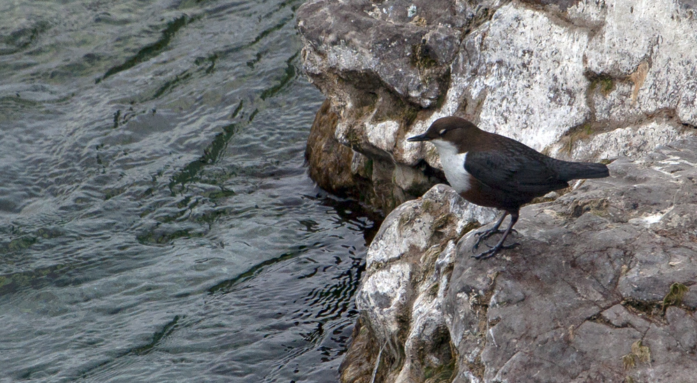 ... Wasseramsel ...