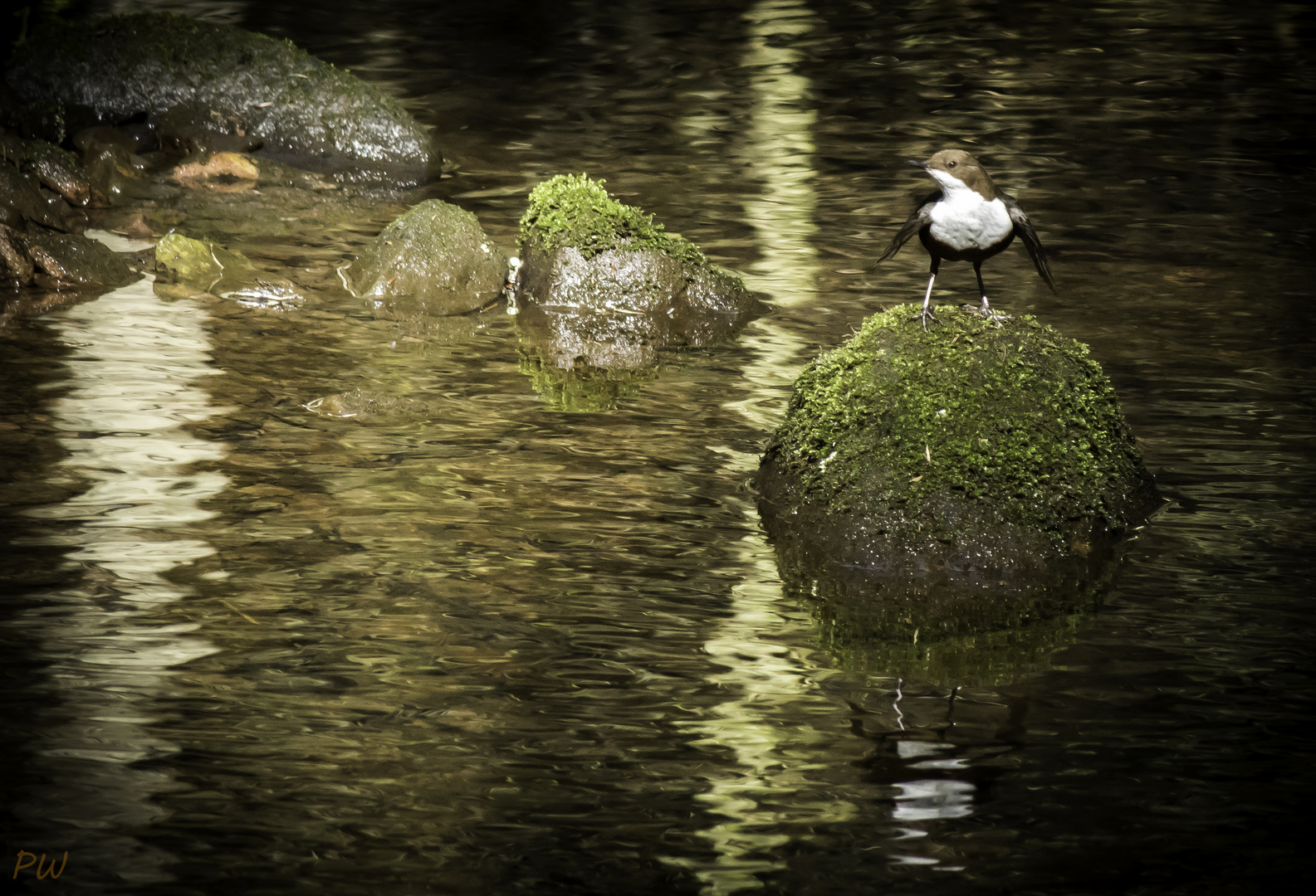 Wasseramsel