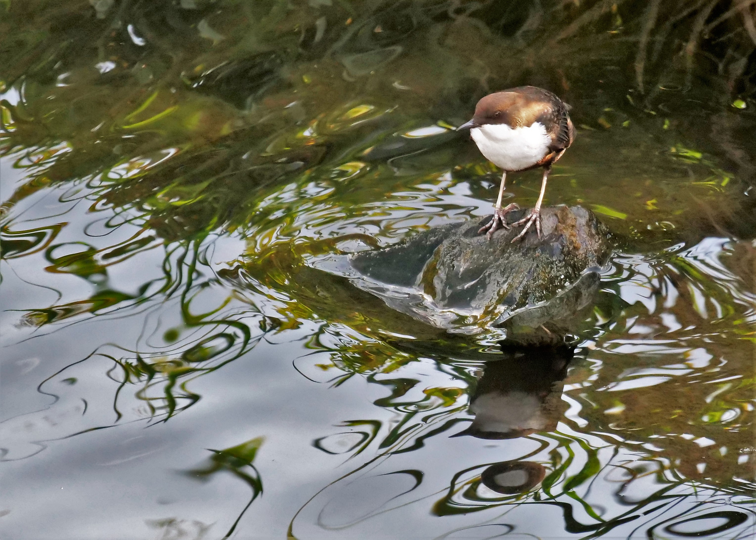 Wasseramsel