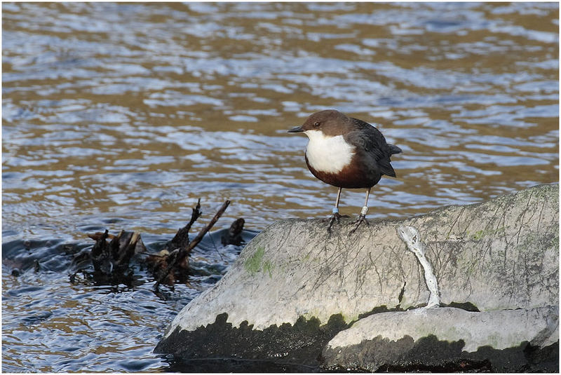 Wasseramsel