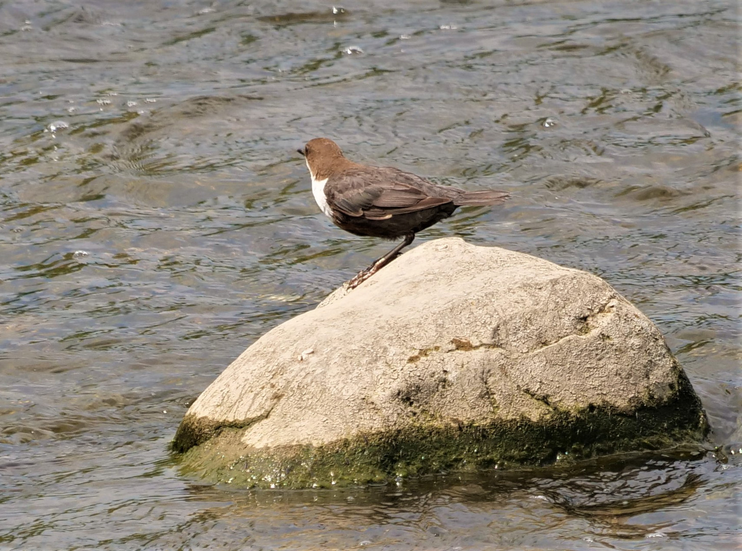 Wasseramsel