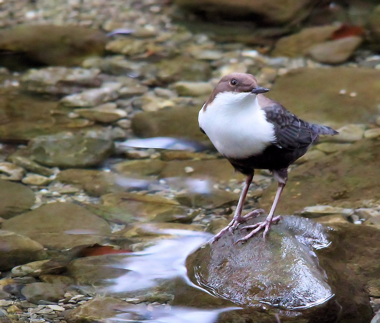 Wasseramsel