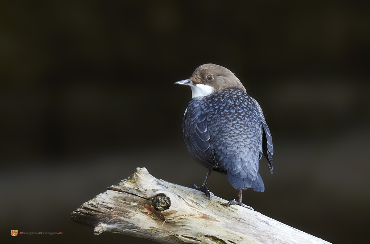 Wasseramsel 