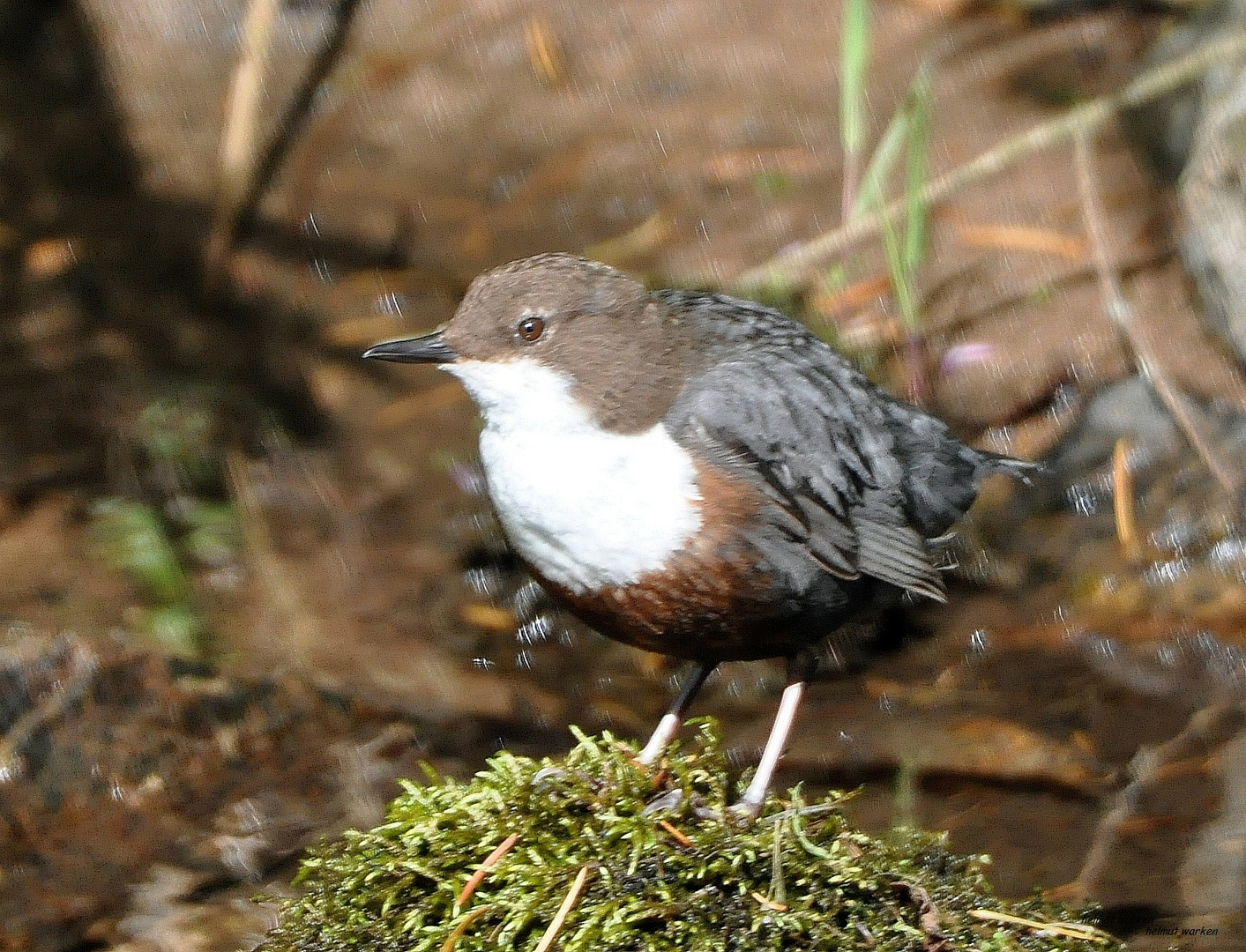 Wasseramsel