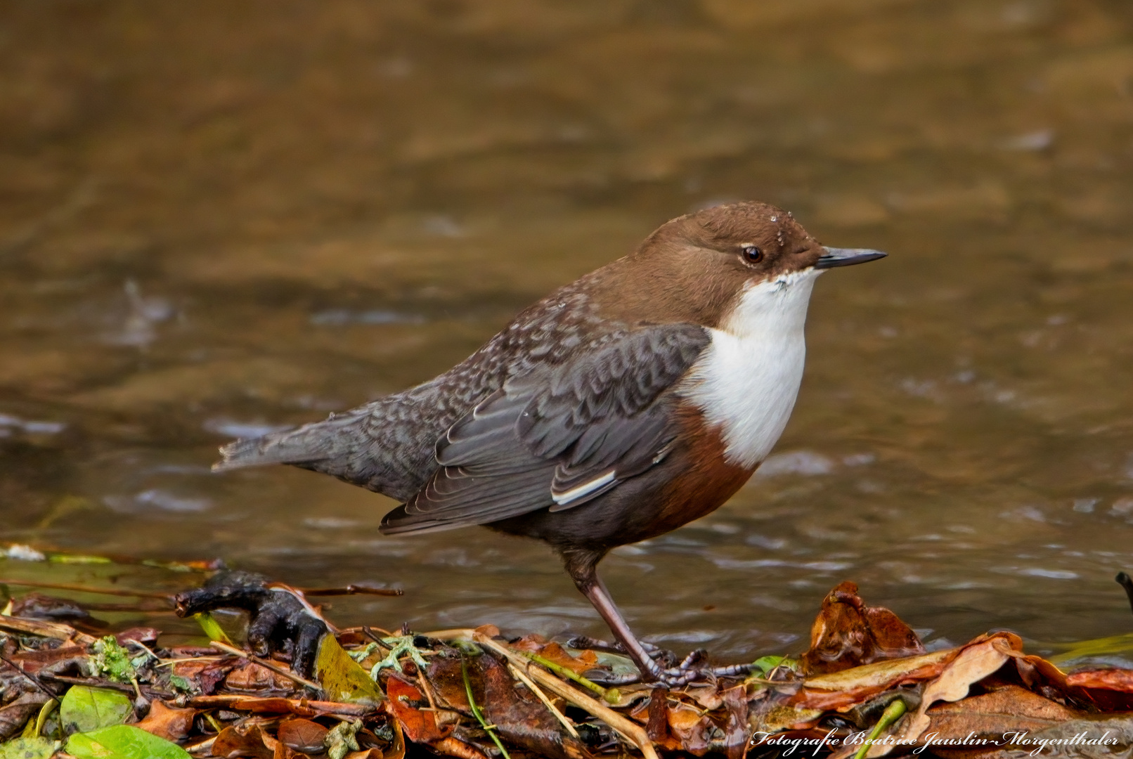 Wasseramsel