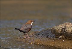 Wasseramsel