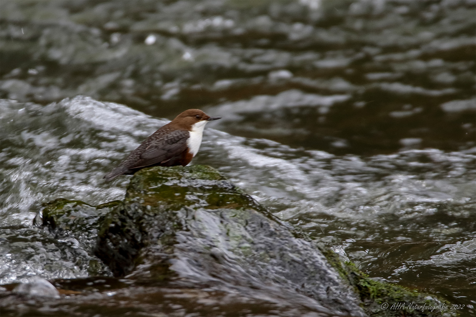 Wasseramsel